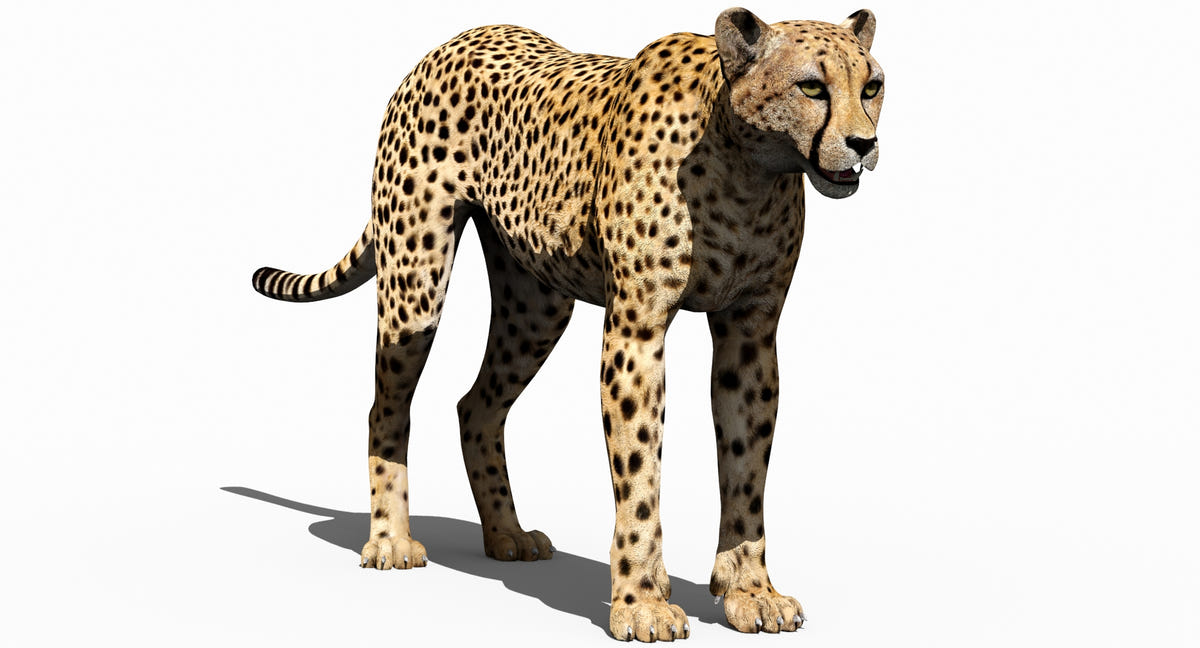 Realistic Cheetah 3D Model for Download