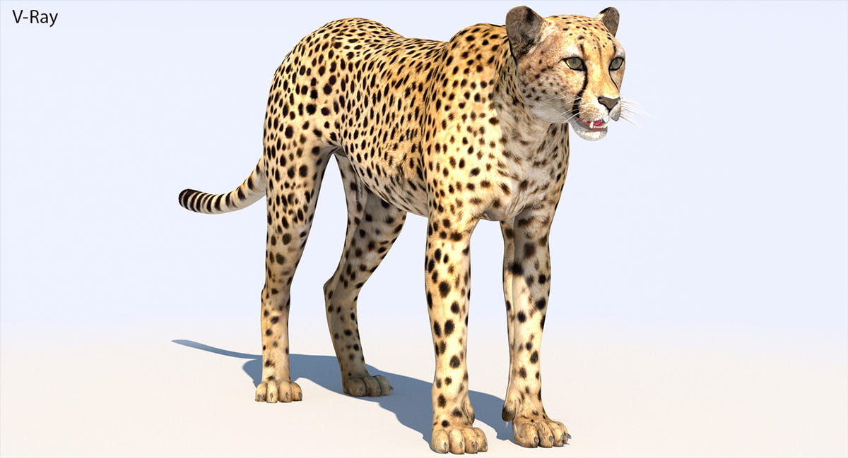 Realistic Cheetah 3D Model for Download