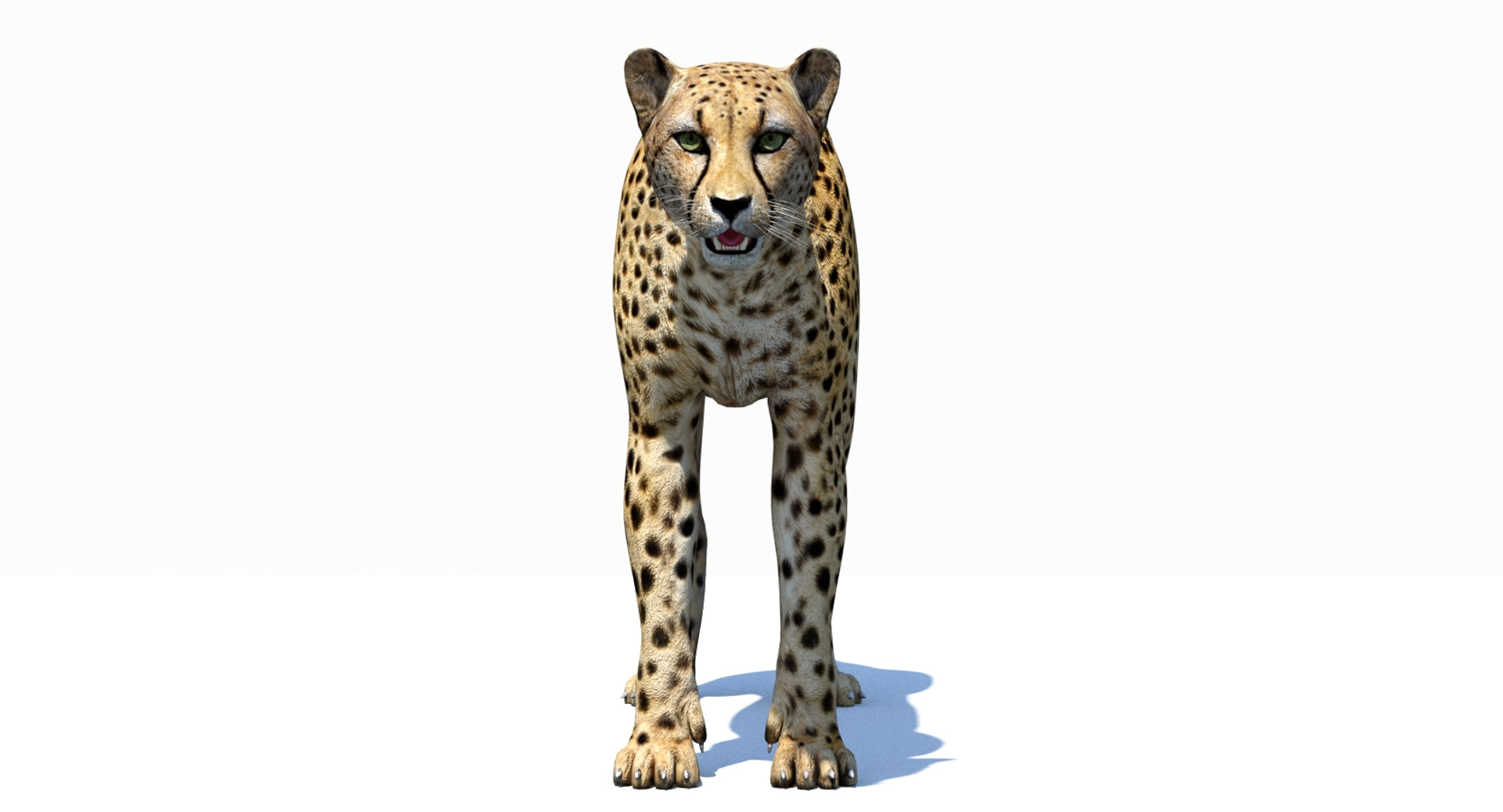 Realistic Cheetah 3D Model for Download