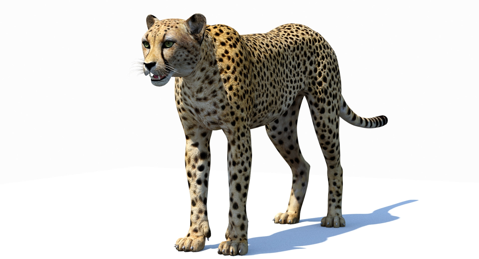 Big Cats 03 3D Model