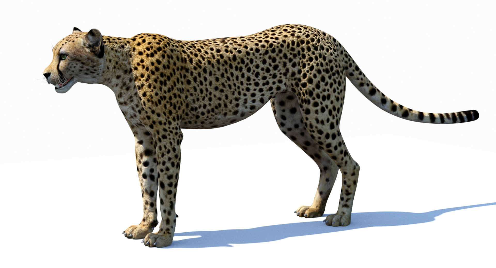 Big Cats 03 3D Model