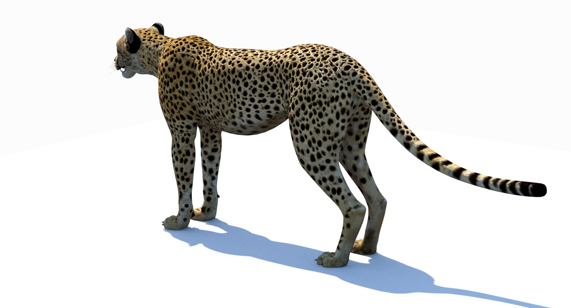 Big Cats 03 3D Model