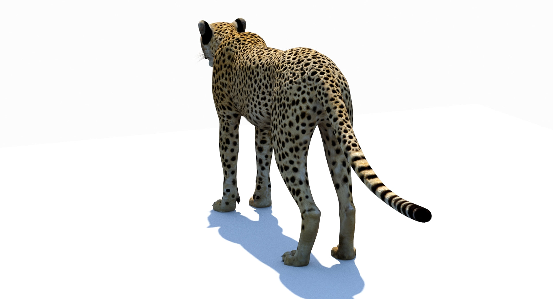Big Cats 03 3D Model