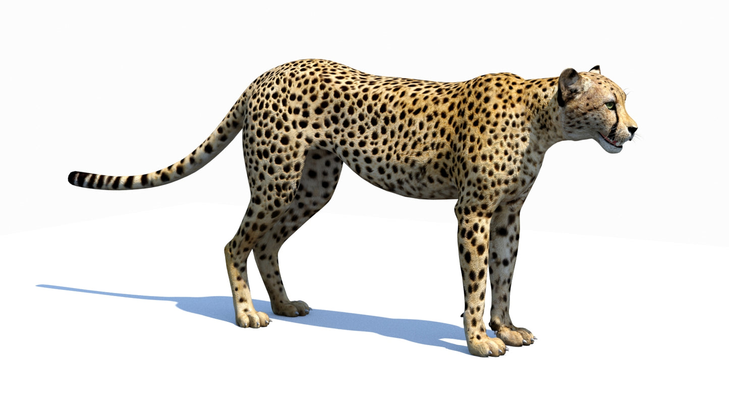 Big Cats 03 3D Model