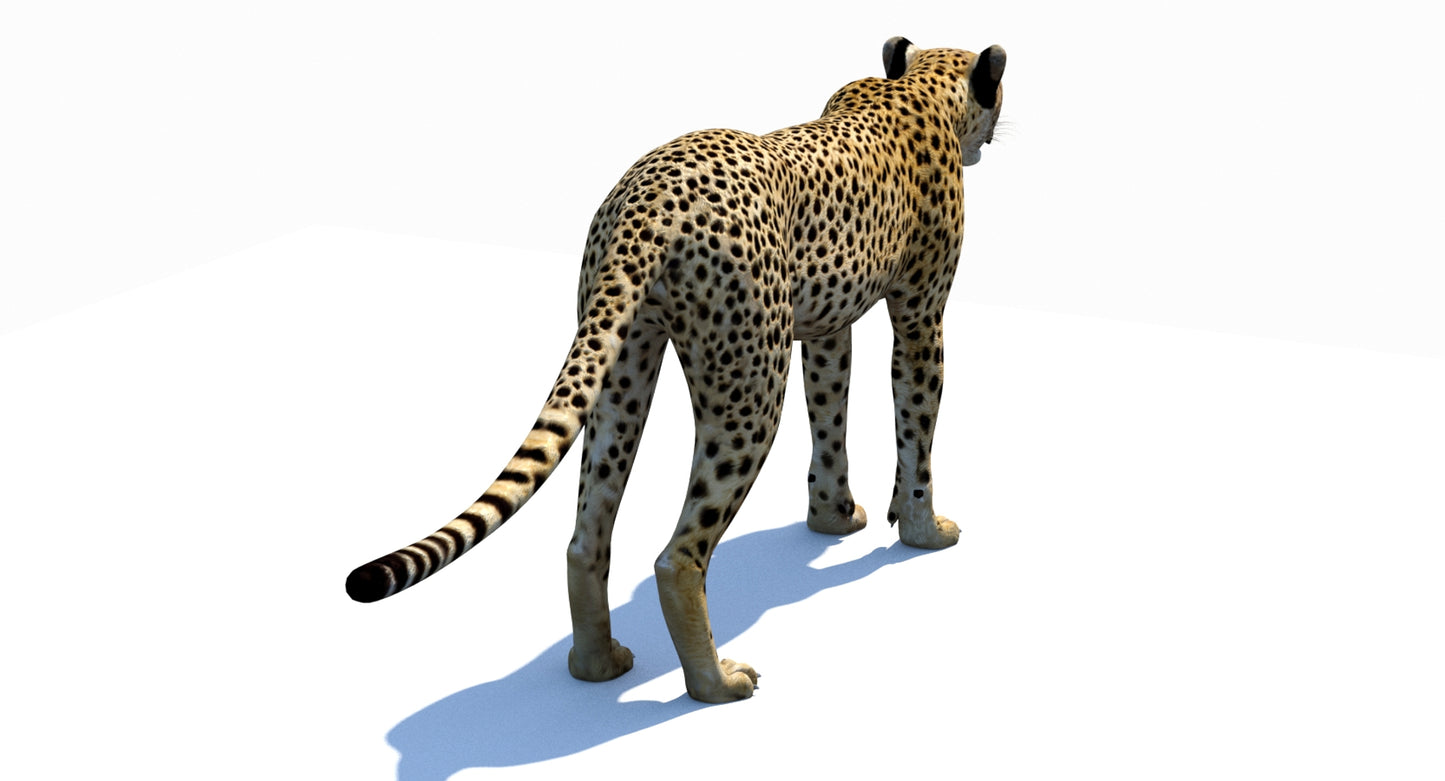 Big Cats 03 3D Model