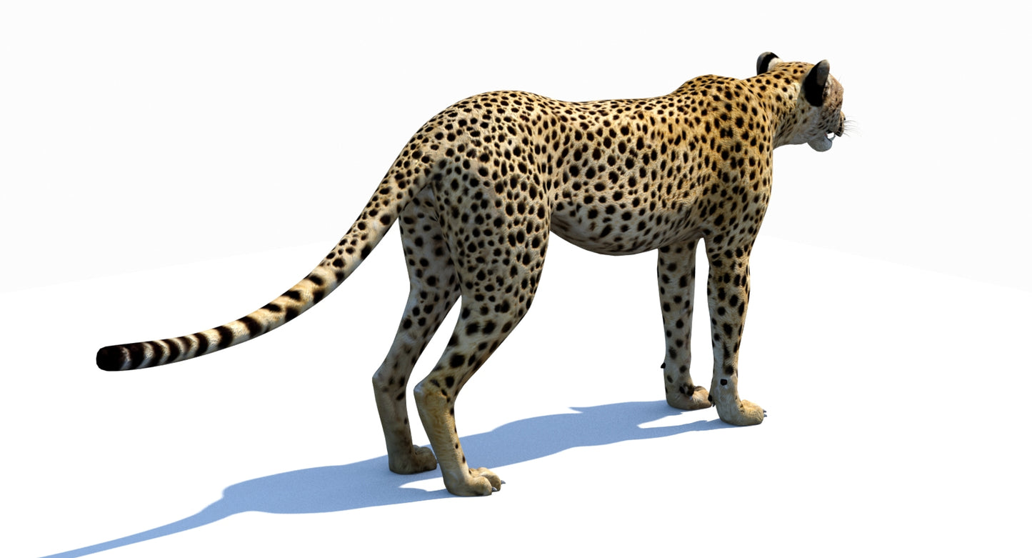 Big Cats 03 3D Model