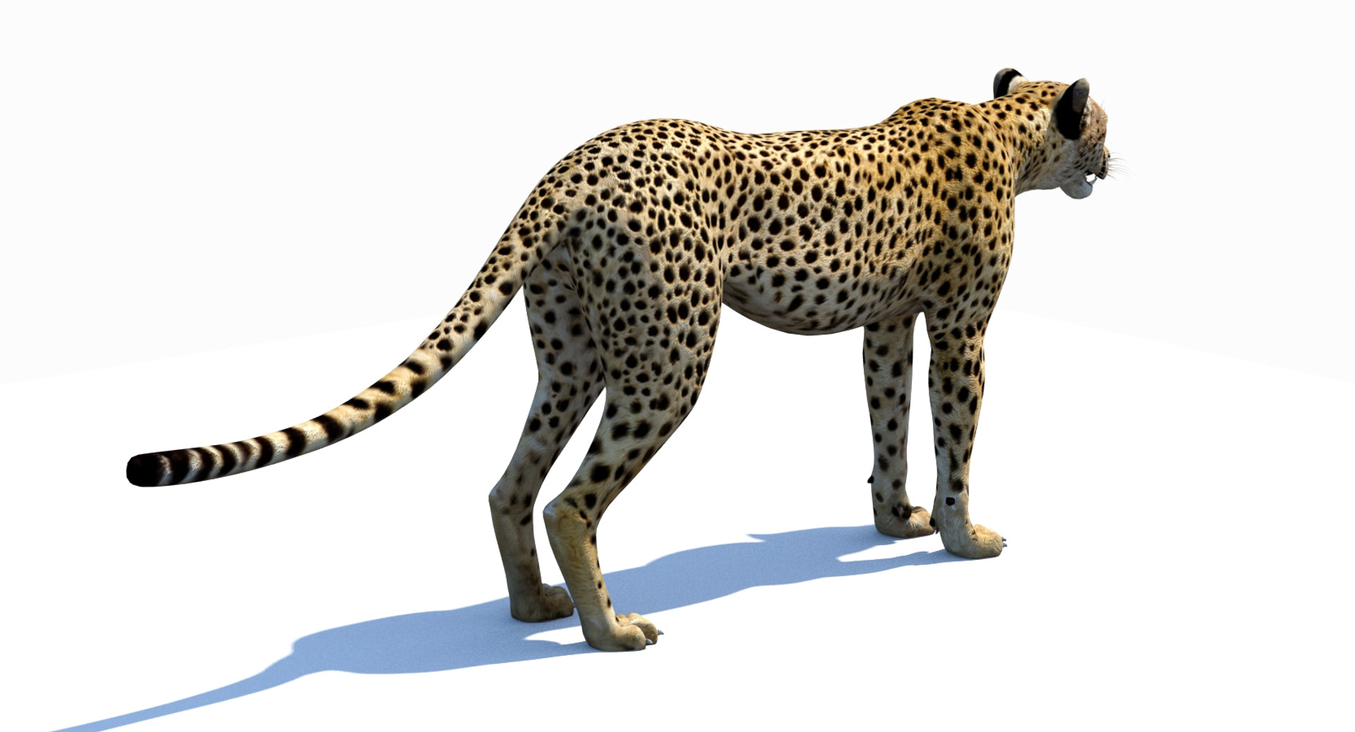 Big Cats 03 3D Model