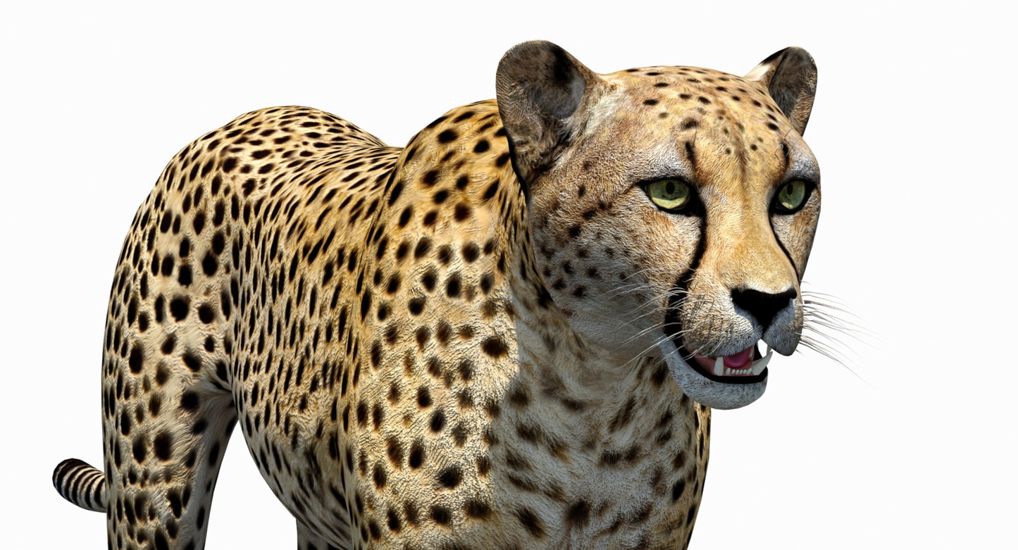 Big Cats 03 3D Model