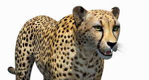 Big Cats 03 3D Model Thumbnail