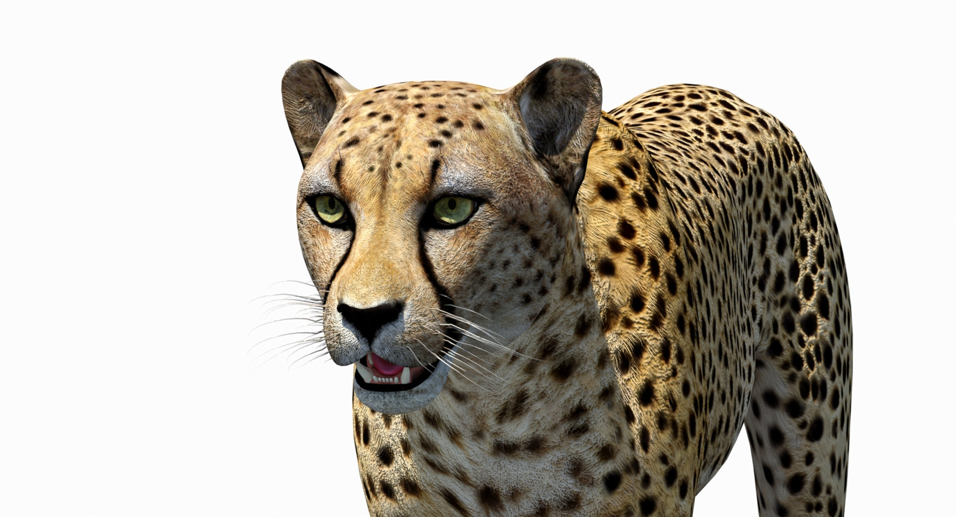 Big Cats 03 3D Model