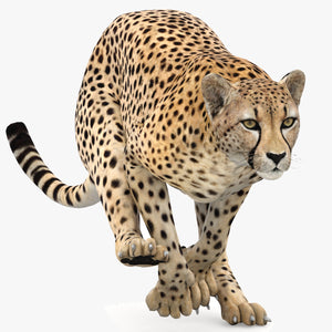 Animated Cheetah 3D Model for Download Thumbnail