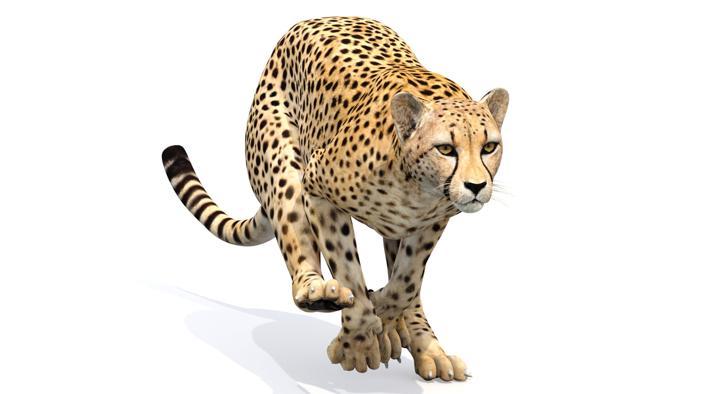 Animated Cheetah 3D Model