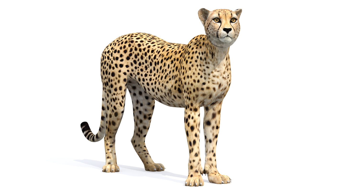 Animated Cheetah 3D Model