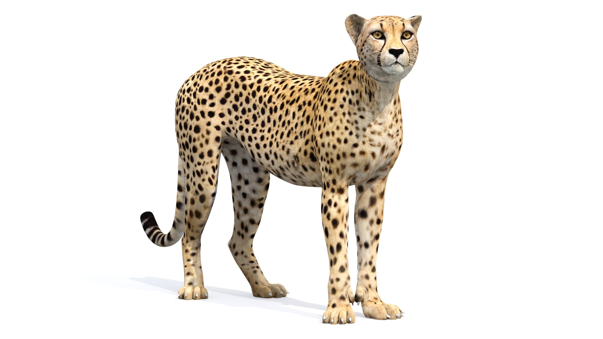 Cheetah standing 3D model for download