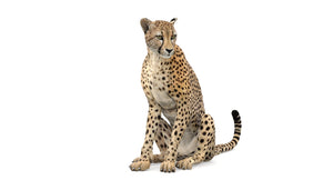 Cheetah sitting 3D model Thumbnail