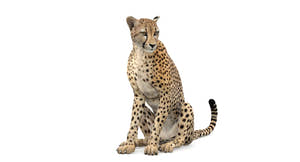 Big Cats Game-Ready 3D Model Bundle: Rigged and Animated Thumbnail