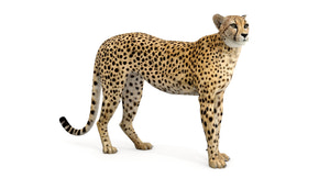 Animated Cheetah 3D Model Thumbnail