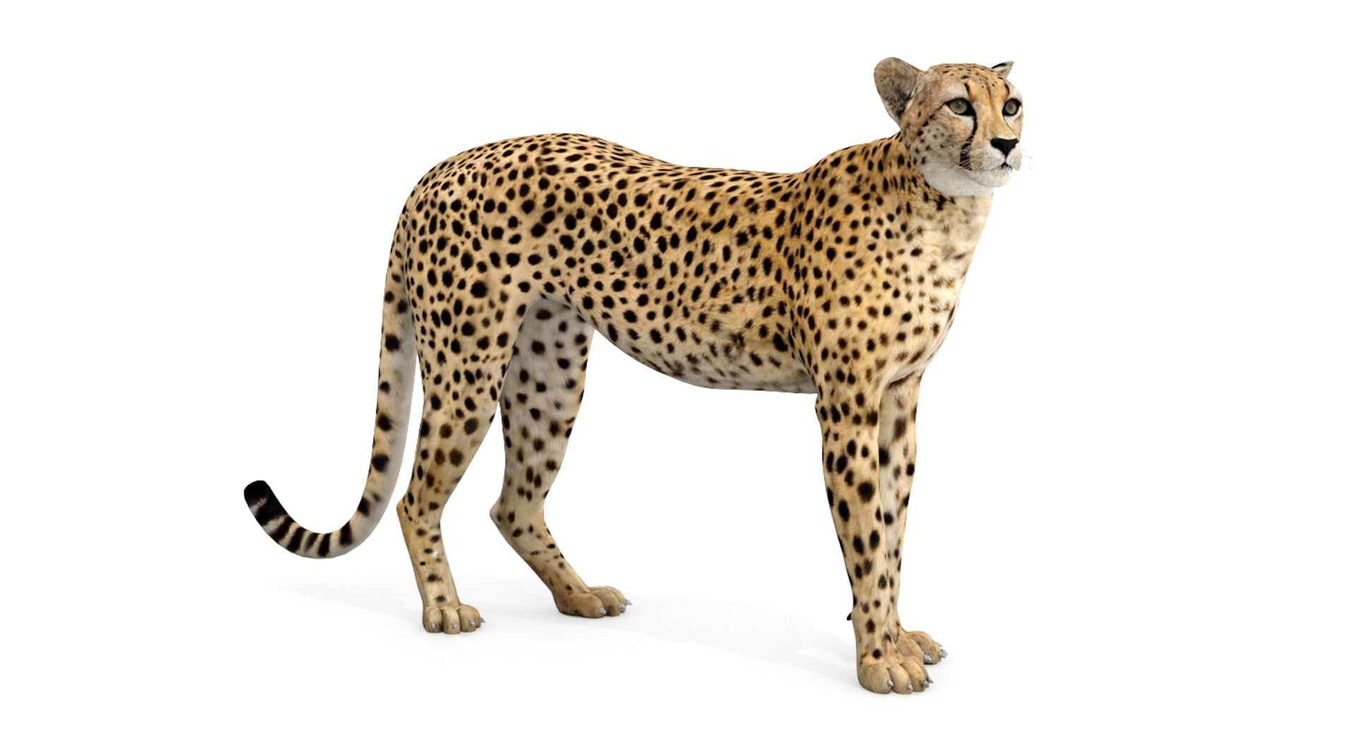 Animated Cheetah 3D Model