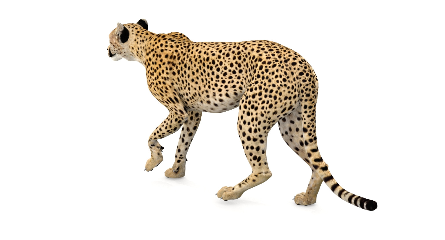 Animated Cheetah 3D Model