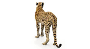 Animated Cheetah 3D Model Thumbnail