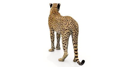 Animated Cheetah 3D Model