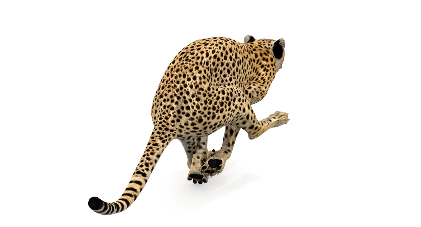 Animated Cheetah 3D Model