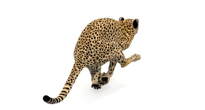 Animated Cheetah 3D Model