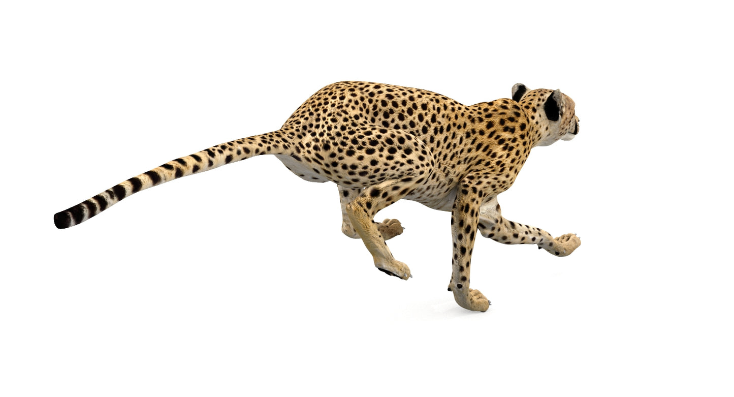 Animated Cheetah 3D Model