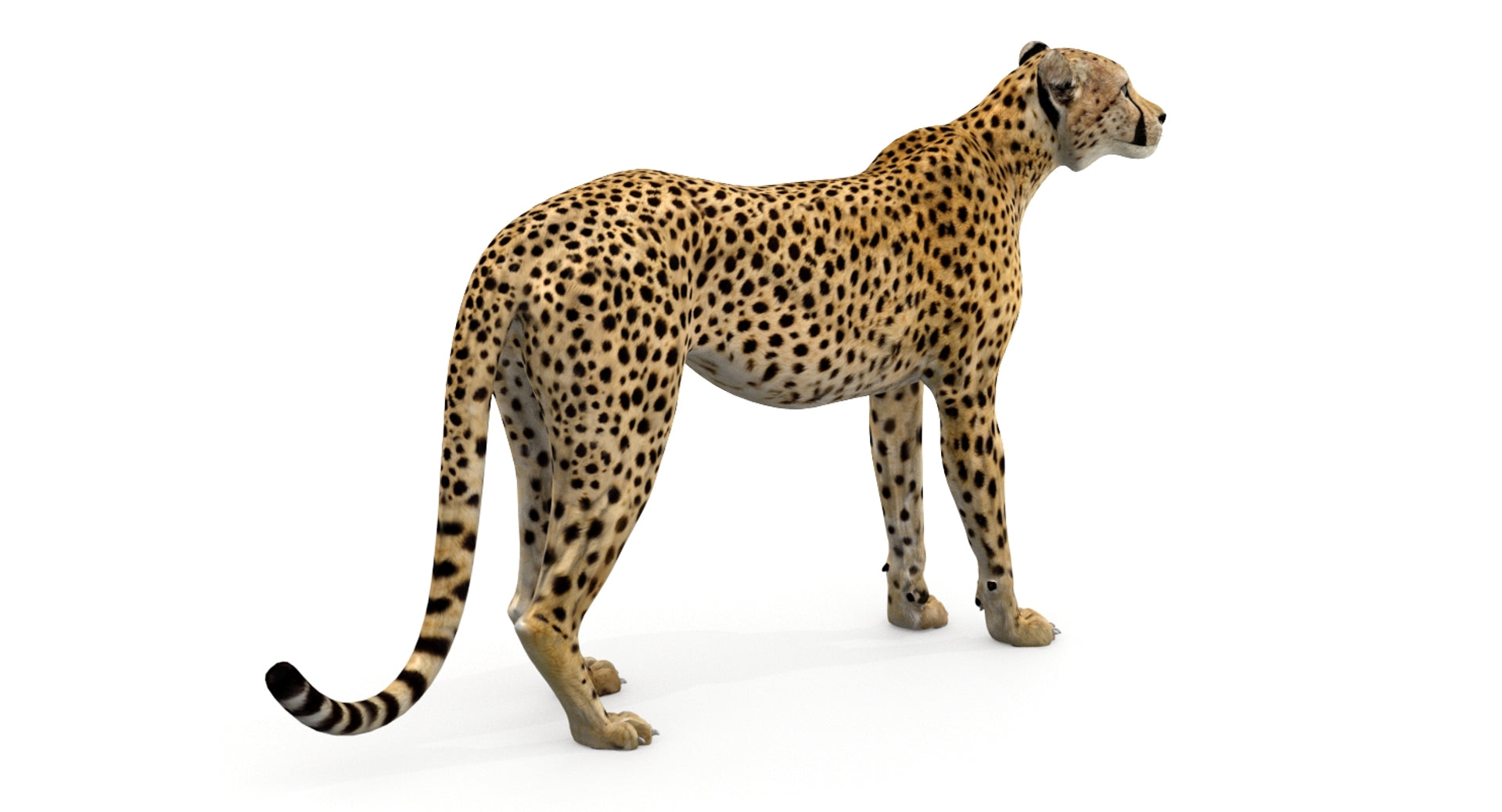 Animated Cheetah 3D Model