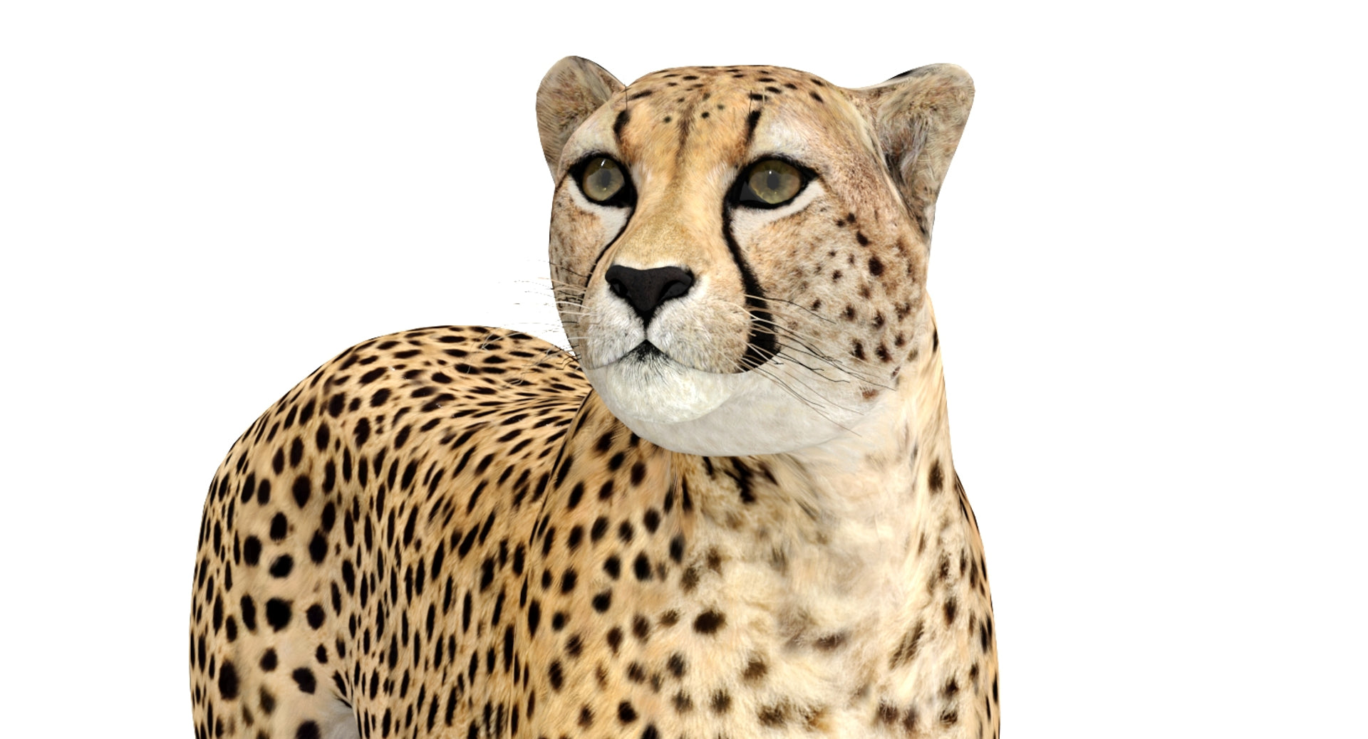 Animated Cheetah 3D Model Close Up
