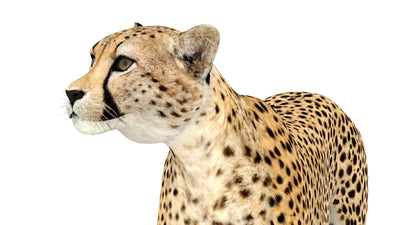 Animated Cheetah 3D Model