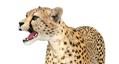 Animated Cheetah 3D Model