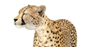 Animated Cheetah 3D Model Thumbnail