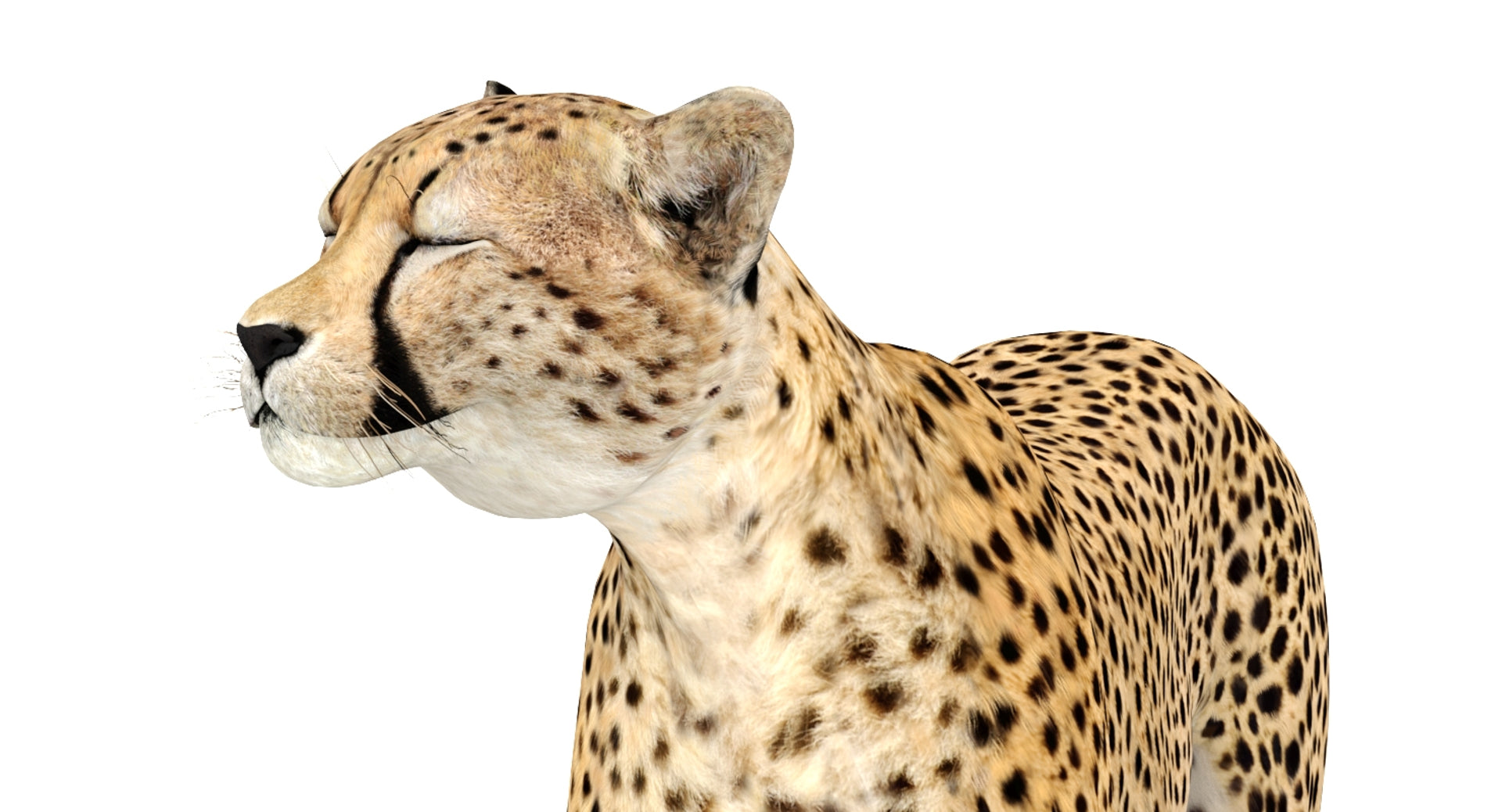 Animated Cheetah 3D Model