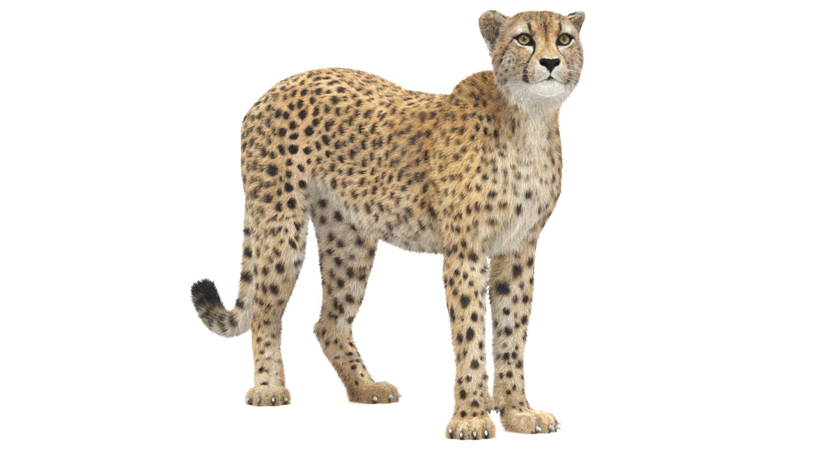 Animated Cheetah 3D Model with Fur for Download