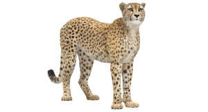 アニメーション付きビッグキャット3Dバンドル - ライオン、トラ、ヒョウ、チーター Thumbnail