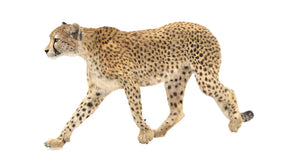 Animated Cheetah 3D Model with Fur for Download Thumbnail