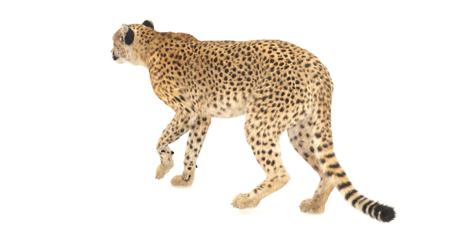 Animated Cheetah 3D Model with Fur for Download