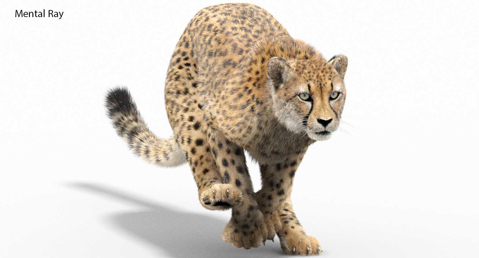 Animated Cheetah 3D Model with Fur for Download Mental Ray Rendering