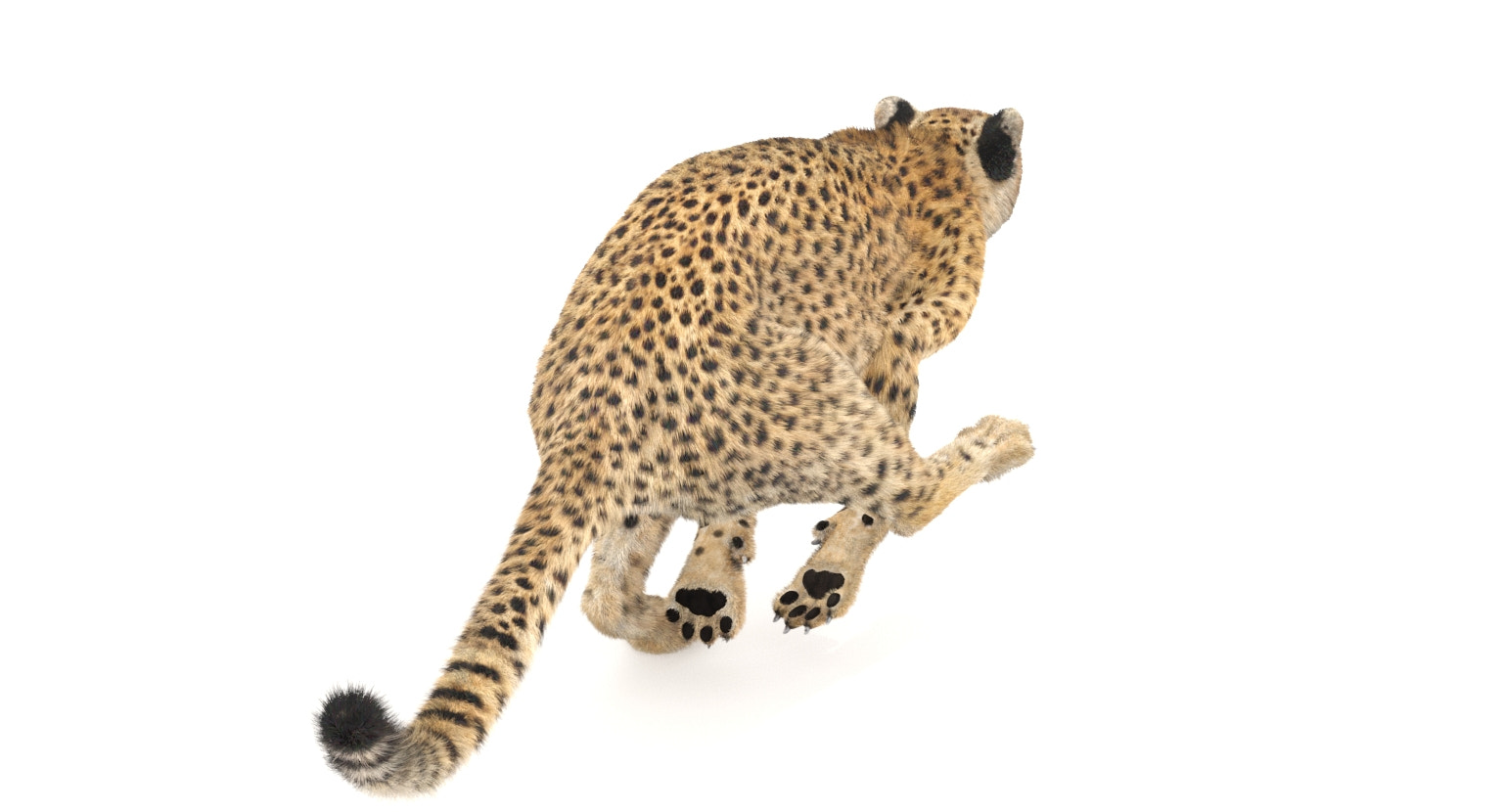 Animated Cheetah 3D Model with Fur for Download