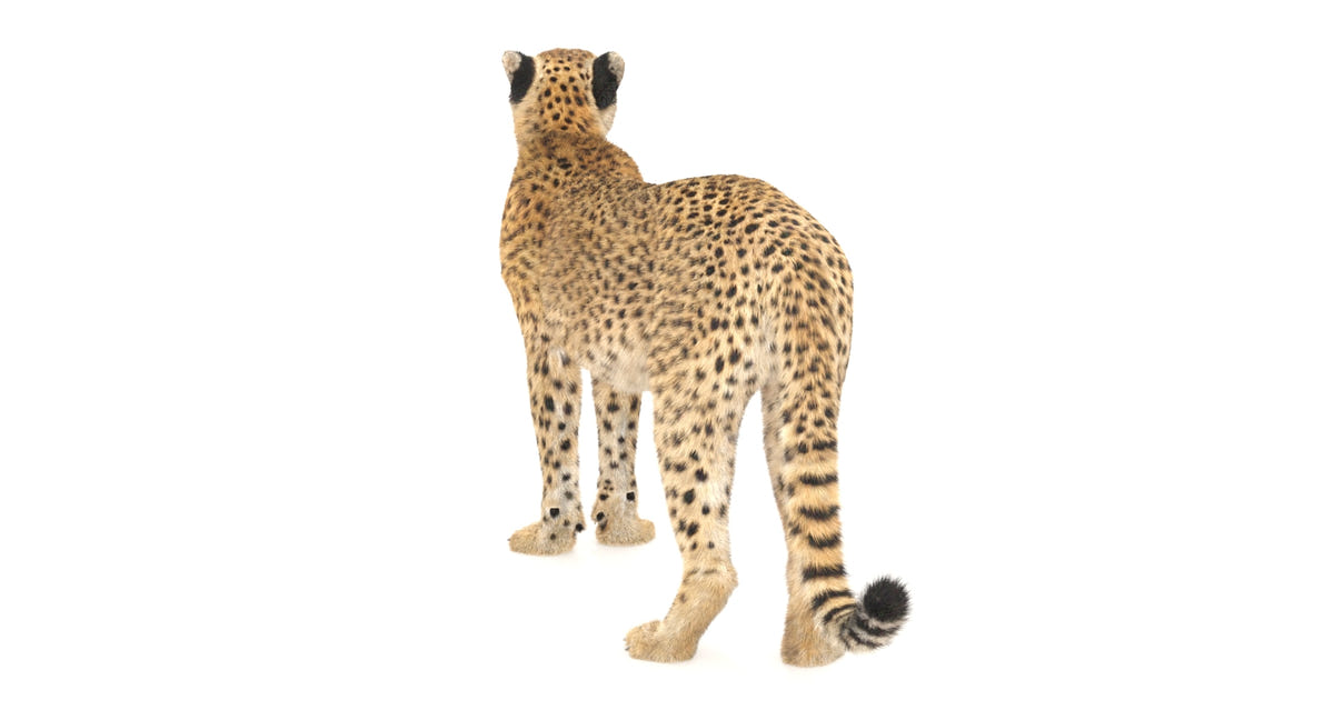 Animated Cheetah 3D Model - Hair and Fur