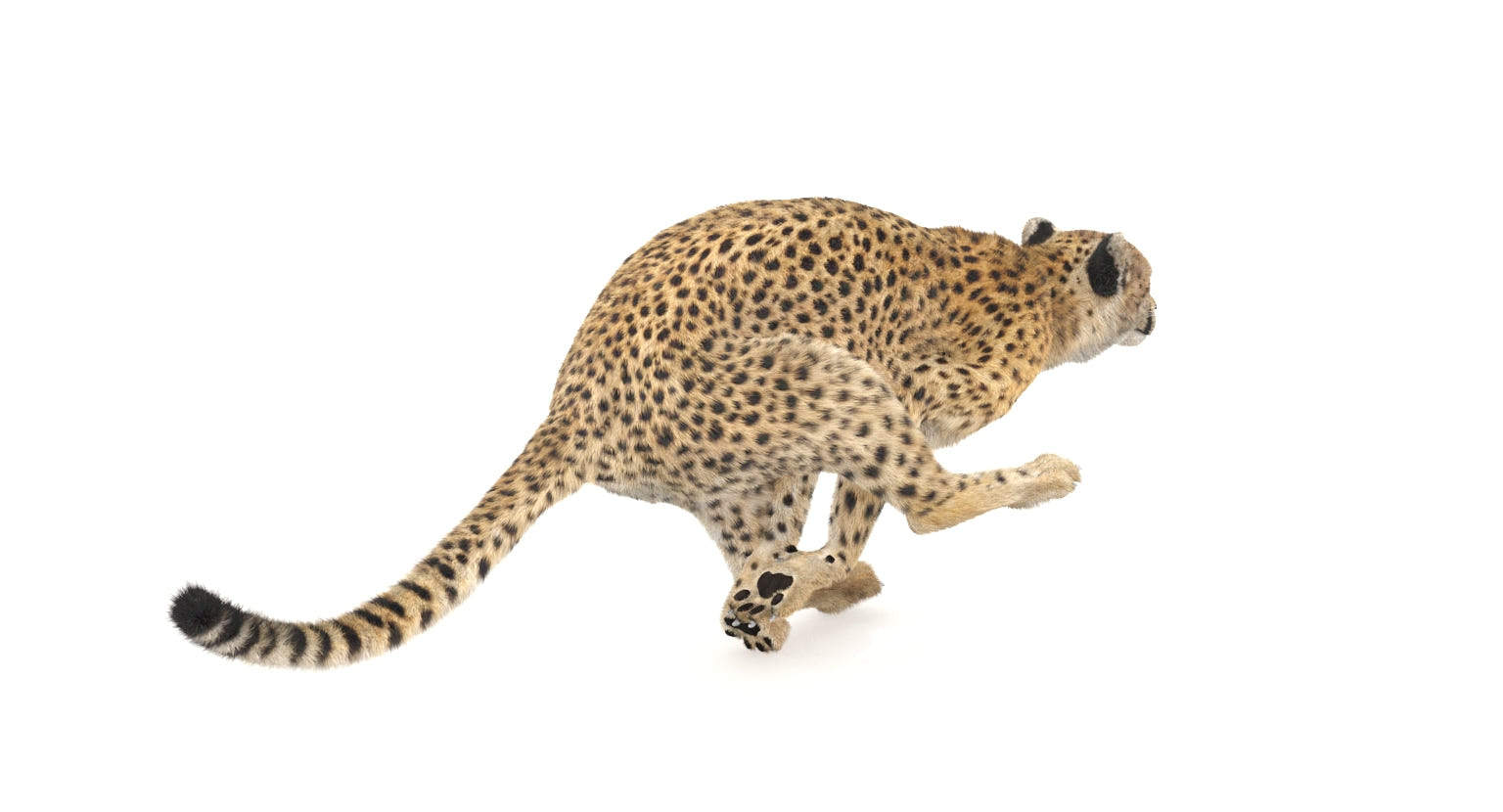Animated Cheetah 3D Model - Hair and Fur
