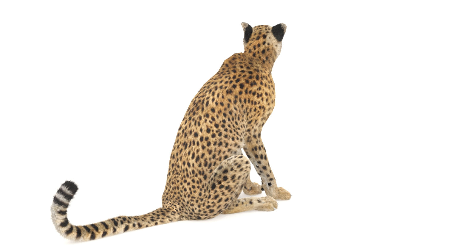 Animated Cheetah 3D Model - Hair and Fur