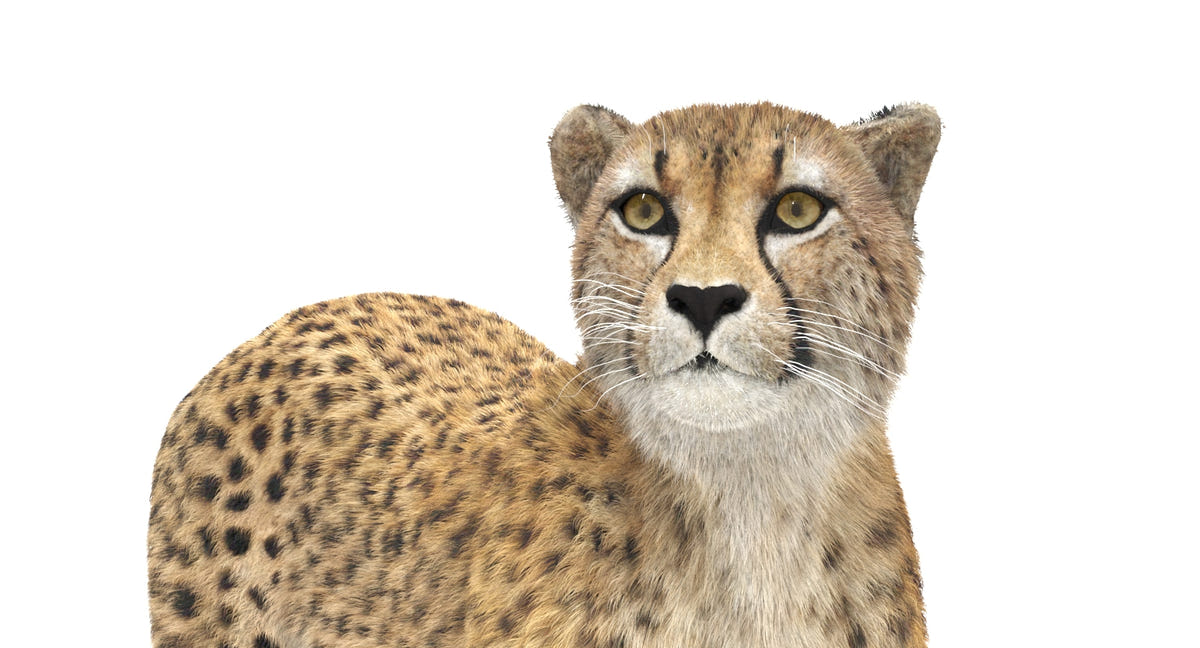 Animated Cheetah 3D Model - Hair and Fur
