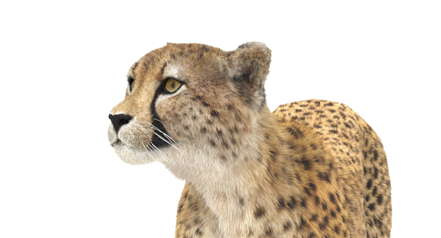 Animated Cheetah 3D Model - Hair and Fur