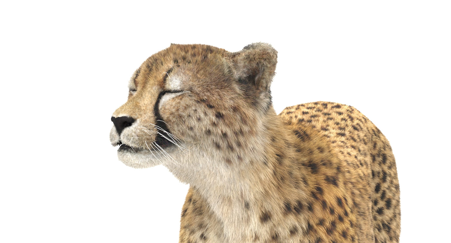 Animated Cheetah 3D Model - Hair and Fur