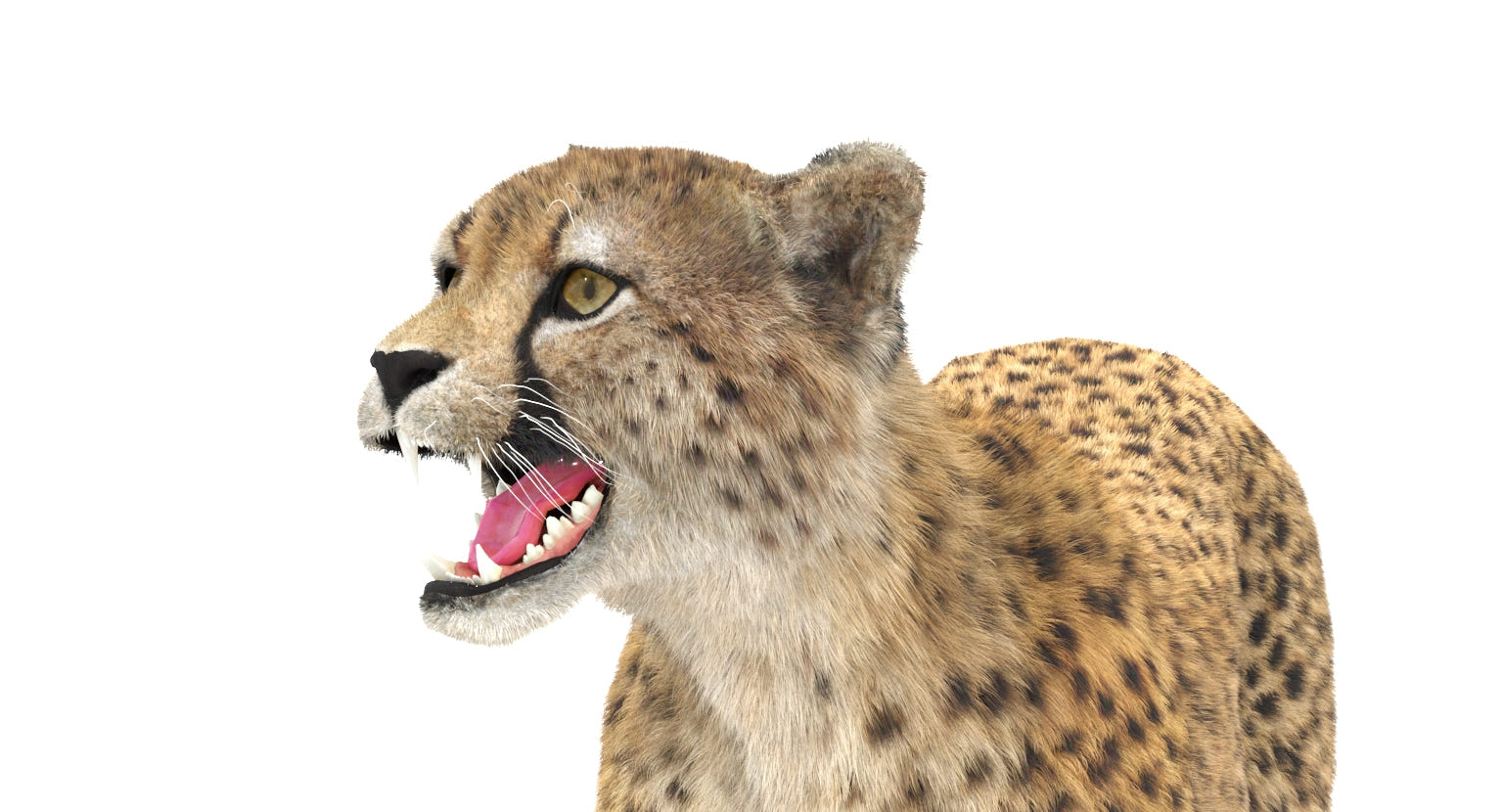 Animated Cheetah 3D Model - Hair and Fur