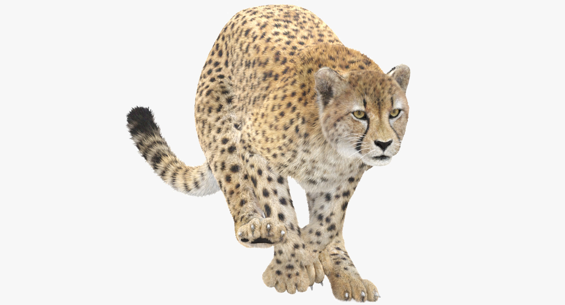 Cheetah 3D Model Animated Fur