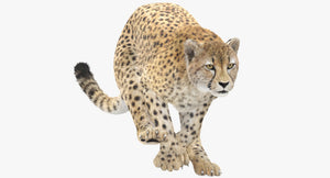 Cheetah 3D Model Animated Fur Thumbnail