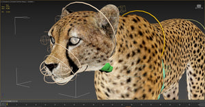 Cheetah 3D Model Animated Fur Thumbnail